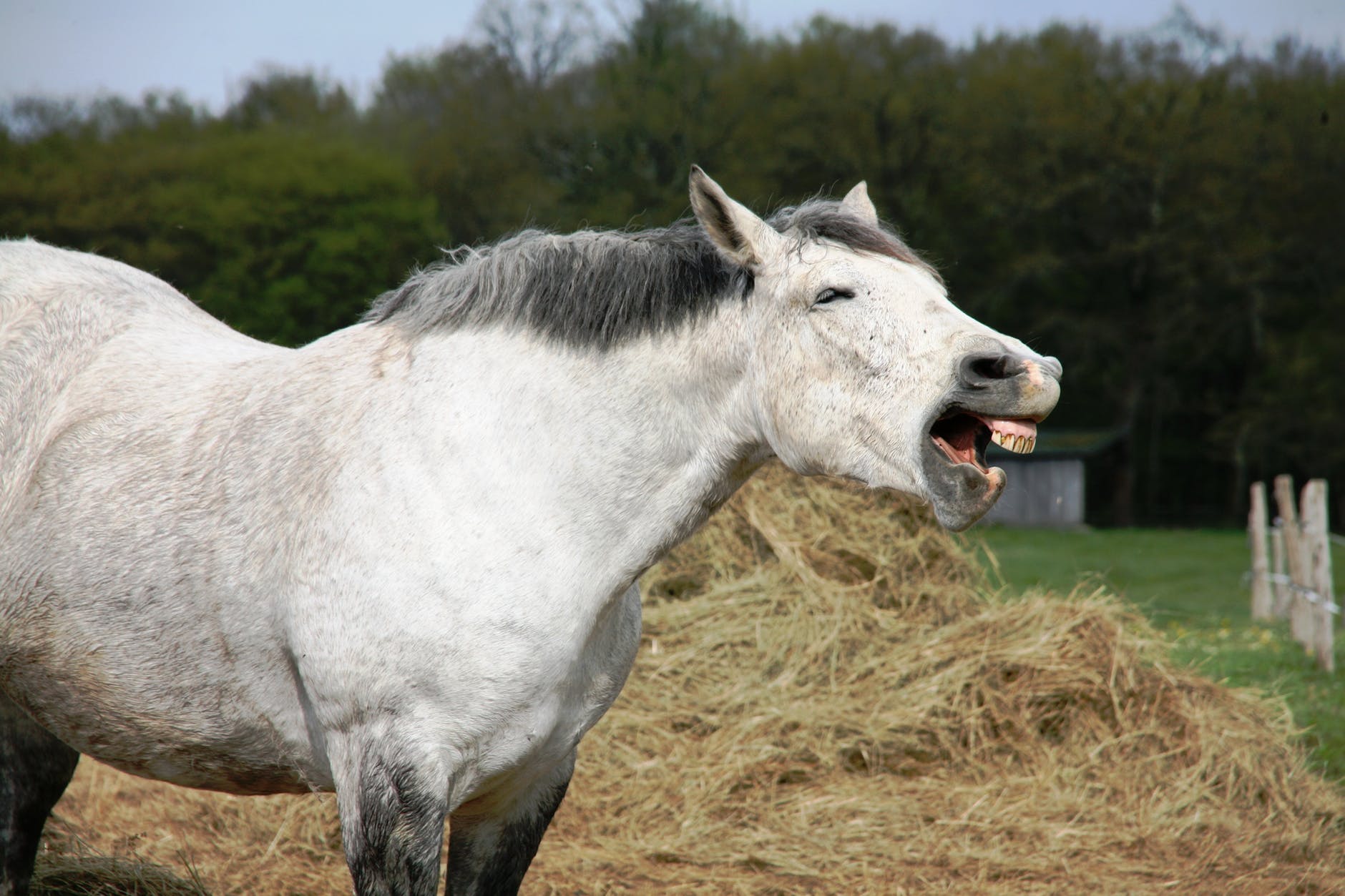 blogging laughing horse