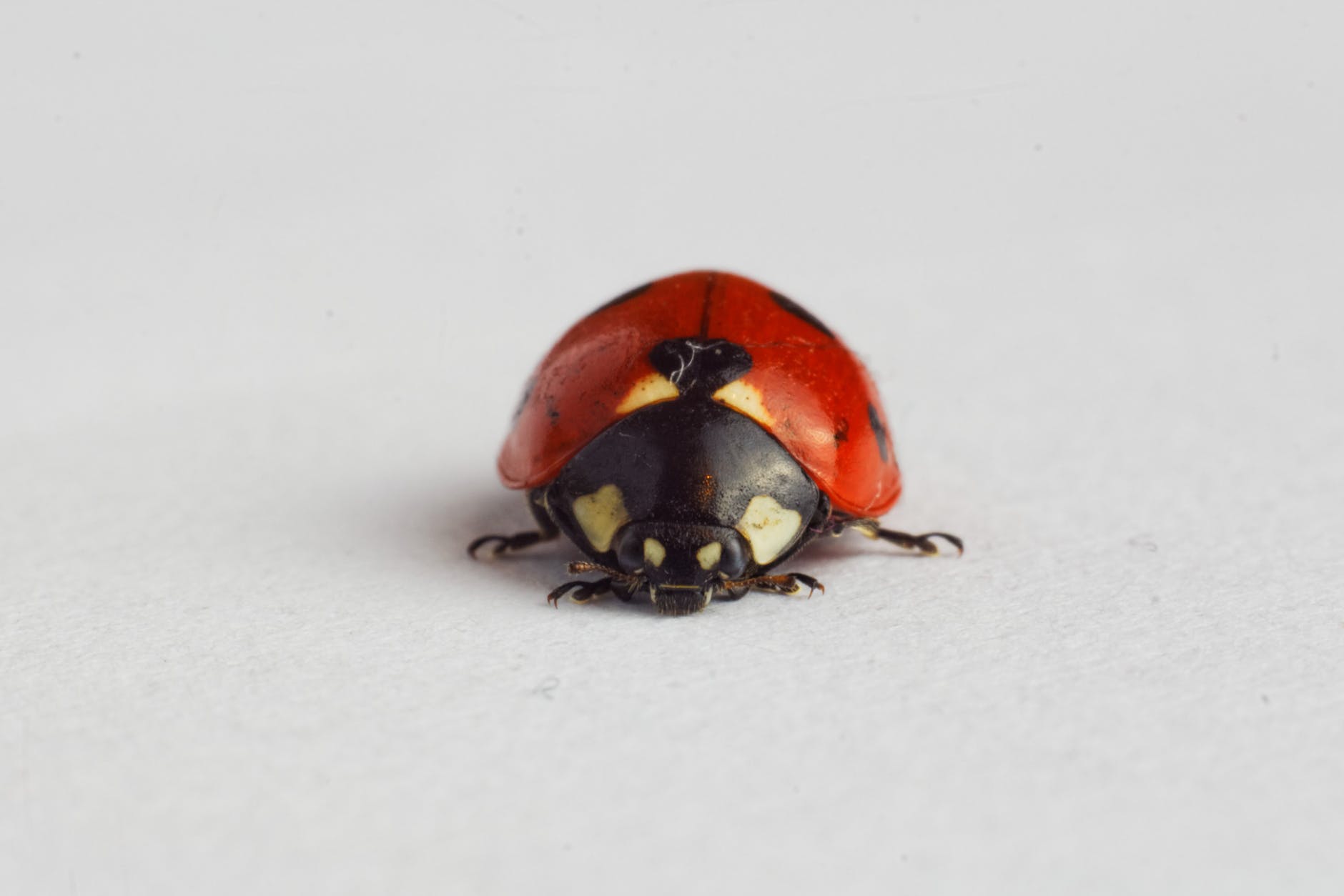Ladybird Ladybug face